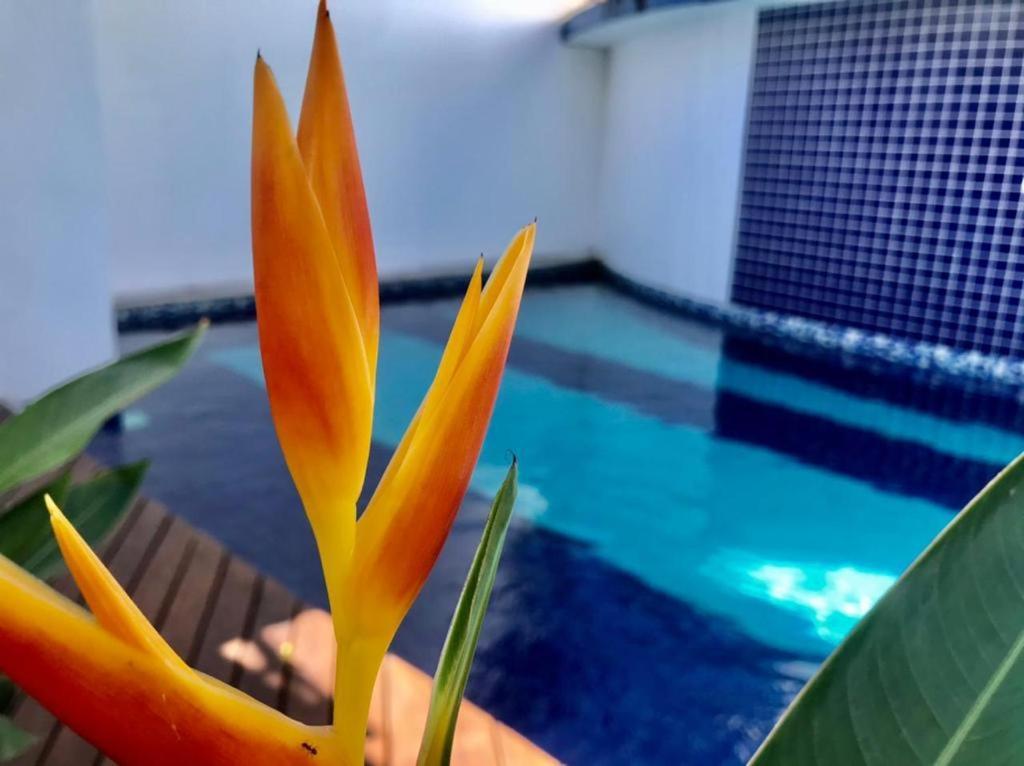 Recanto Das Andorinhas Studios Araquari Eksteriør billede